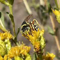 Philanthus ventilabris