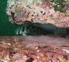 Ophioblennius steindachneri