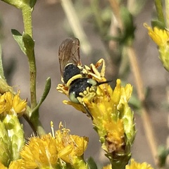 Philanthus ventilabris
