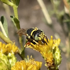 Philanthus ventilabris