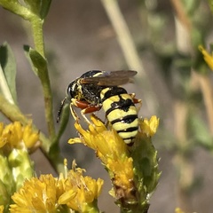 Philanthus ventilabris