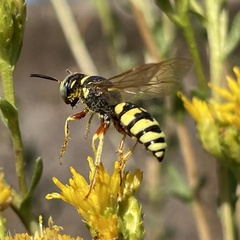 Philanthus ventilabris