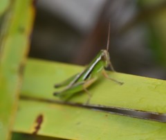 Aptenopedes