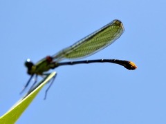 Allocnemis leucosticta