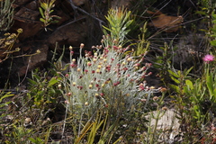 Syncarpha gnaphaloides