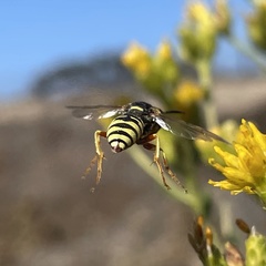 Philanthus ventilabris