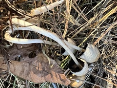 Micacei
