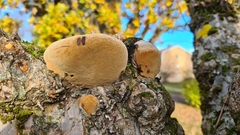 Phellinus