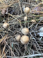 Micacei