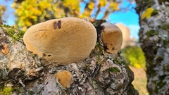 Phellinus