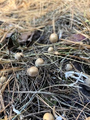 Micacei