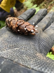 Strobilurus trullisatus