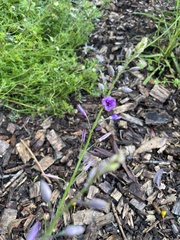 Arthropodium strictum