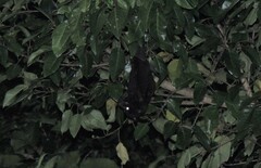 Pteropus alecto