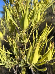 Leucadendron eucalyptifolium