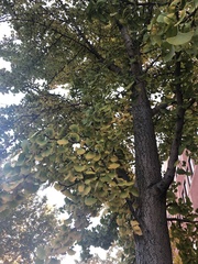 Ginkgo