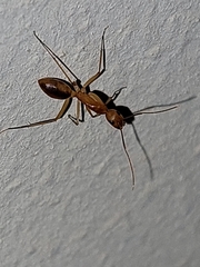 Camponotus maculatus