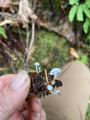 Strobilurus trullisatus