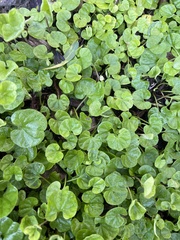 Dichondra repens