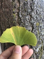 Ginkgo