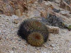 Copiapoa serpentisulcata