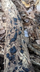 Annulohypoxylon truncatum