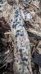 Annulohypoxylon truncatum