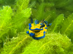 Tambja verconis