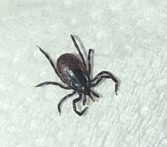 Dermacentor occidentalis