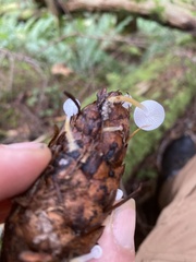 Strobilurus trullisatus