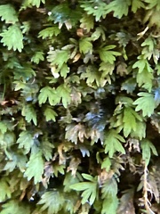 Fissidens