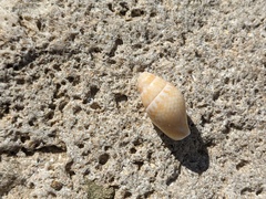 Pardalinops testudinaria