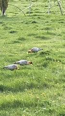 Theristicus melanopis