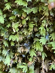 Fissidens