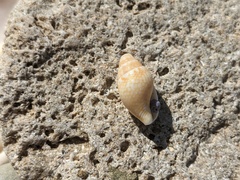 Pardalinops testudinaria