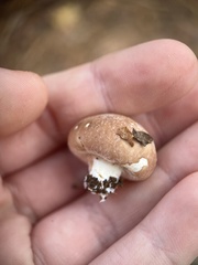 Agaricus bisporus