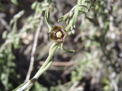 Matelea parvifolia