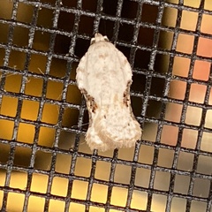 Acleris subnivana