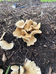 Hohenbuehelia petaloides