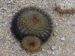 Copiapoa serpentisulcata