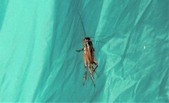 Teleogryllus commodus