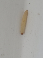 Plodia interpunctella