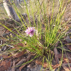 Sowerbaea juncea