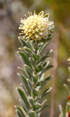 Leucospermum truncatulum