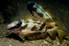 Masked Rabbitfish photo 3