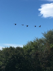Branta canadensis maxima