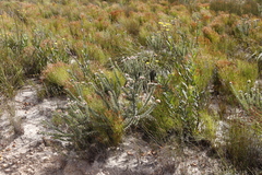 Leucospermum truncatulum