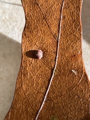 Polystepha globosa
