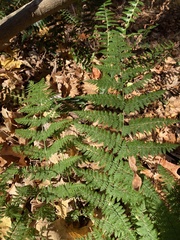 Dryopteris intermedia