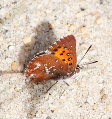 Aloeides thyra thyra